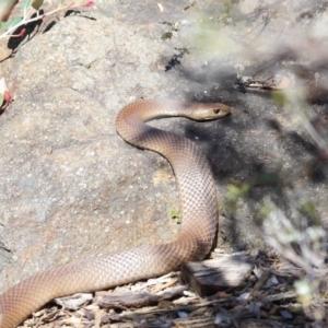 Pseudonaja textilis at Acton, ACT - 6 Oct 2018 02:11 PM