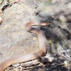 Pseudonaja textilis at Acton, ACT - 6 Oct 2018