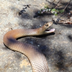 Pseudonaja textilis (Eastern Brown Snake) at Acton, ACT - 6 Oct 2018 by TimL