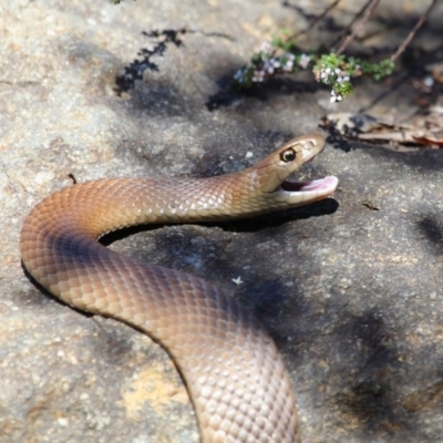 Pseudonaja textilis (Eastern Brown Snake) at Acton, ACT - 6 Oct 2018 by TimL