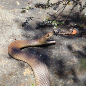 Pseudonaja textilis at Acton, ACT - 6 Oct 2018