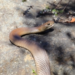 Pseudonaja textilis at Acton, ACT - 6 Oct 2018