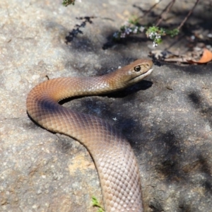 Pseudonaja textilis at Acton, ACT - 6 Oct 2018