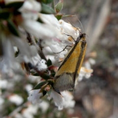 Philobota undescribed species near arabella (A concealer moth) at QPRC LGA - 6 Oct 2018 by Wandiyali