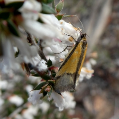 Philobota undescribed species near arabella (A concealer moth) at Googong, NSW - 6 Oct 2018 by Wandiyali
