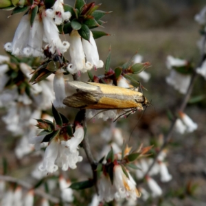 Philobota undescribed species near arabella at Googong, NSW - 7 Oct 2018