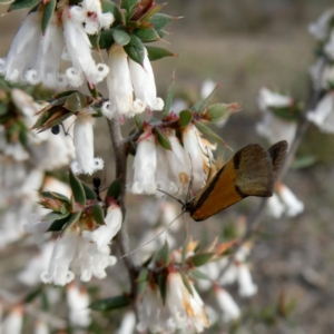 Philobota undescribed species near arabella at Googong, NSW - 7 Oct 2018