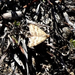 Scopula rubraria at Googong, NSW - 7 Oct 2018