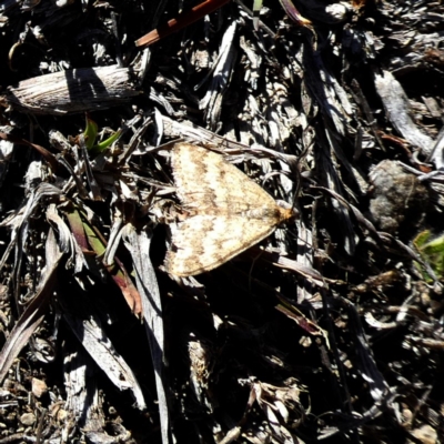 Scopula rubraria (Reddish Wave, Plantain Moth) at QPRC LGA - 6 Oct 2018 by Wandiyali