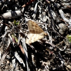 Scopula rubraria at Googong, NSW - 7 Oct 2018