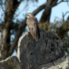 Cacomantis pallidus (Pallid Cuckoo) at QPRC LGA - 6 Oct 2018 by Wandiyali