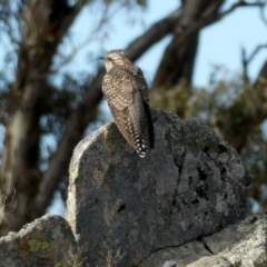 Cacomantis pallidus (Pallid Cuckoo) at Googong, NSW - 6 Oct 2018 by Wandiyali