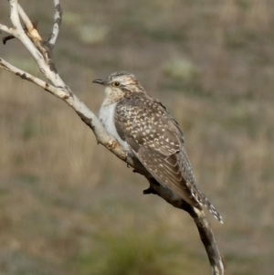 Cacomantis pallidus at Googong, NSW - 7 Oct 2018