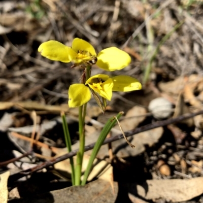 Diuris chryseopsis (Golden Moth) at Googong, NSW - 6 Oct 2018 by Wandiyali