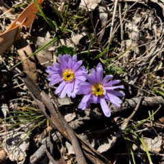 Brachyscome willisii (Narrow-wing Daisy) at QPRC LGA - 6 Oct 2018 by Wandiyali