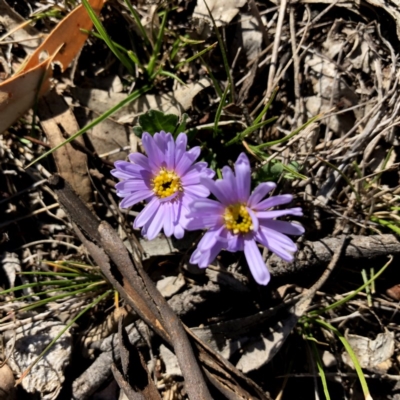 Brachyscome willisii (Narrow-wing Daisy) at QPRC LGA - 6 Oct 2018 by Wandiyali