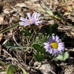 Brachyscome willisii at Googong, NSW - 7 Oct 2018