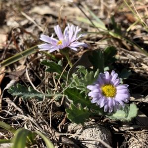 Brachyscome willisii at Googong, NSW - 7 Oct 2018