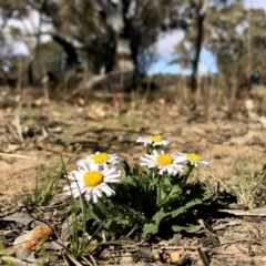 Brachyscome willisii at Googong, NSW - 7 Oct 2018