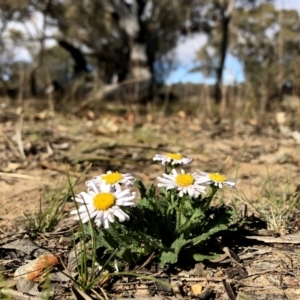 Brachyscome willisii at Googong, NSW - 7 Oct 2018