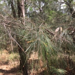 Allocasuarina littoralis (Black She-oak) at Bermagui, NSW - 7 Oct 2018 by loumcc