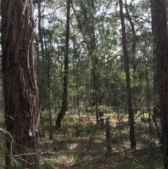 Allocasuarina littoralis at Bermagui, NSW - 7 Oct 2018
