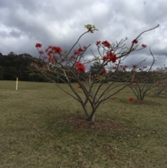 Erythrina x sykesii (Common Coral Tree) at Cuttagee, NSW - 7 Oct 2018 by loumcc