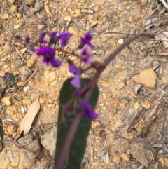 Hardenbergia violacea (False Sarsaparilla) at Cuttagee, NSW - 7 Oct 2018 by loumcc