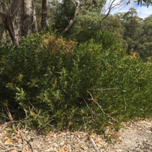 Acacia longifolia subsp. sophorae at Cuttagee, NSW - 7 Oct 2018