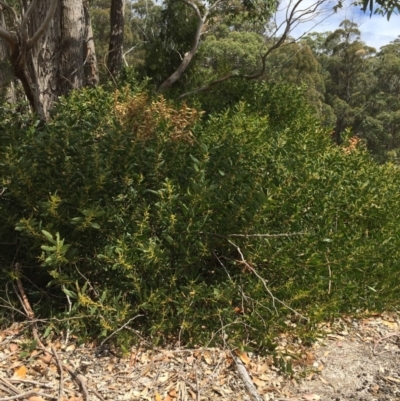 Acacia longifolia subsp. sophorae (Coast Wattle) at Cuttagee, NSW - 7 Oct 2018 by loumcc