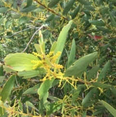 Acacia longifolia subsp. sophorae at Cuttagee, NSW - 7 Oct 2018 01:33 PM