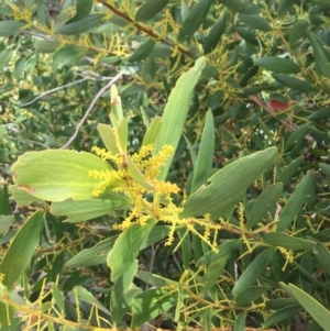 Acacia longifolia subsp. sophorae at Cuttagee, NSW - 7 Oct 2018