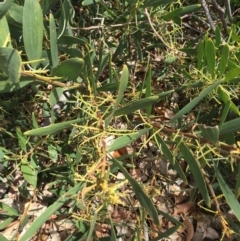 Acacia longifolia subsp. sophorae at Cuttagee, NSW - 7 Oct 2018