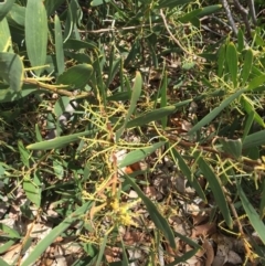 Acacia longifolia subsp. sophorae at Cuttagee, NSW - 7 Oct 2018 01:33 PM