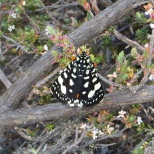 Periscepta polysticta at Theodore, ACT - 7 Oct 2018