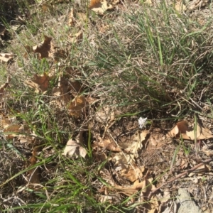 Wurmbea dioica subsp. dioica at Griffith, ACT - 6 Oct 2018 01:46 PM