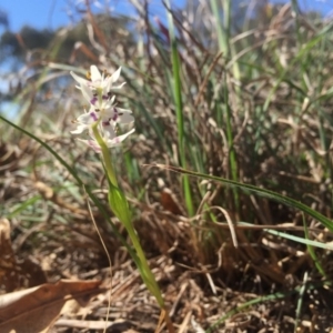 Wurmbea dioica subsp. dioica at Griffith, ACT - 6 Oct 2018 01:46 PM