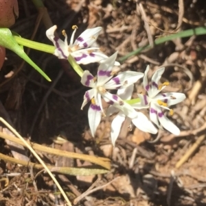 Wurmbea dioica subsp. dioica at Griffith, ACT - 6 Oct 2018 01:46 PM