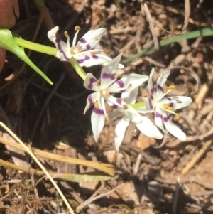 Wurmbea dioica subsp. dioica at Griffith, ACT - 6 Oct 2018
