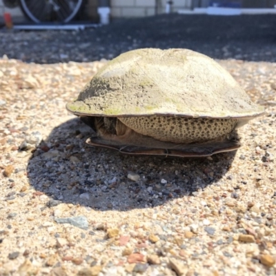 Chelodina longicollis (Eastern Long-necked Turtle) at Wamboin, NSW - 30 Sep 2018 by Varanus