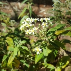 Olearia lirata (Snowy Daisybush) at Isaacs, ACT - 7 Oct 2018 by Mike