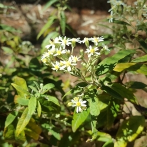 Olearia lirata at Isaacs, ACT - 7 Oct 2018