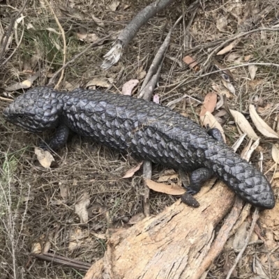 Tiliqua rugosa (Shingleback Lizard) at Bungendore, NSW - 7 Oct 2018 by yellowboxwoodland