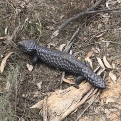 Tiliqua rugosa at Bungendore, NSW - 7 Oct 2018