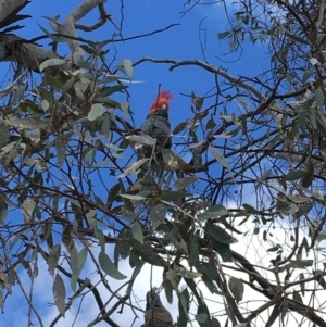 Callocephalon fimbriatum at Hughes, ACT - 7 Oct 2018