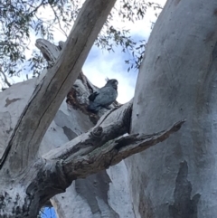 Callocephalon fimbriatum (Gang-gang Cockatoo) at GG48 - 7 Oct 2018 by KL