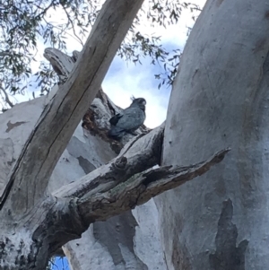 Callocephalon fimbriatum at Deakin, ACT - 7 Oct 2018