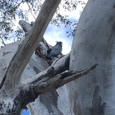 Callocephalon fimbriatum (Gang-gang Cockatoo) at Red Hill Nature Reserve - 7 Oct 2018 by KL