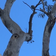 Callocephalon fimbriatum (Gang-gang Cockatoo) at Red Hill Nature Reserve - 7 Oct 2018 by KL