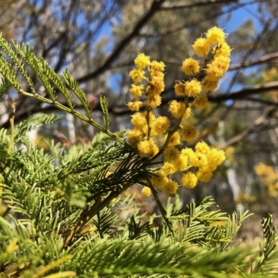 Acacia sp. (A Wattle) at Bruce Ridge - 6 Oct 2018 by LyndalT